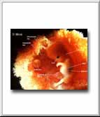 Embryo